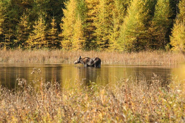 Ein Elch im Riding-Mountain-Nationalpark in Kanadas Provinz Manitoba