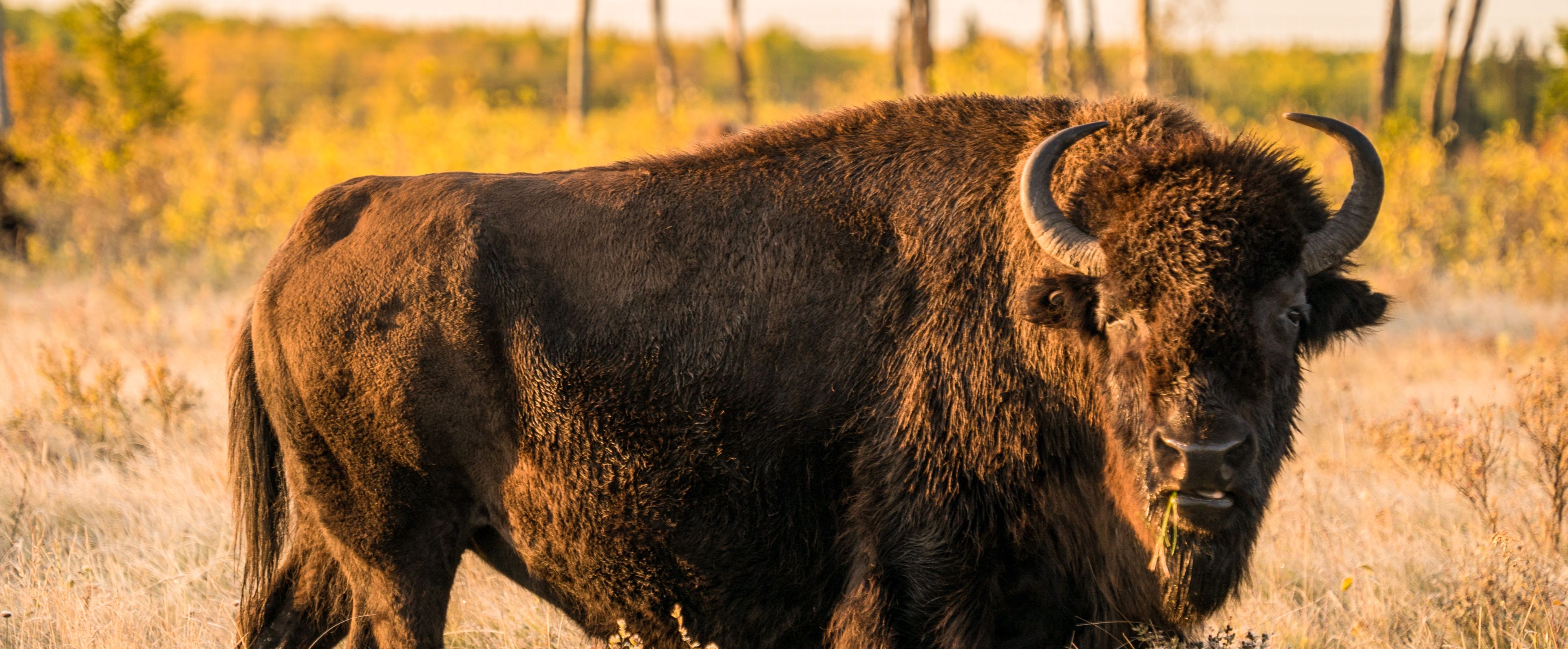 Ein Bison im Riding Mountain National Park