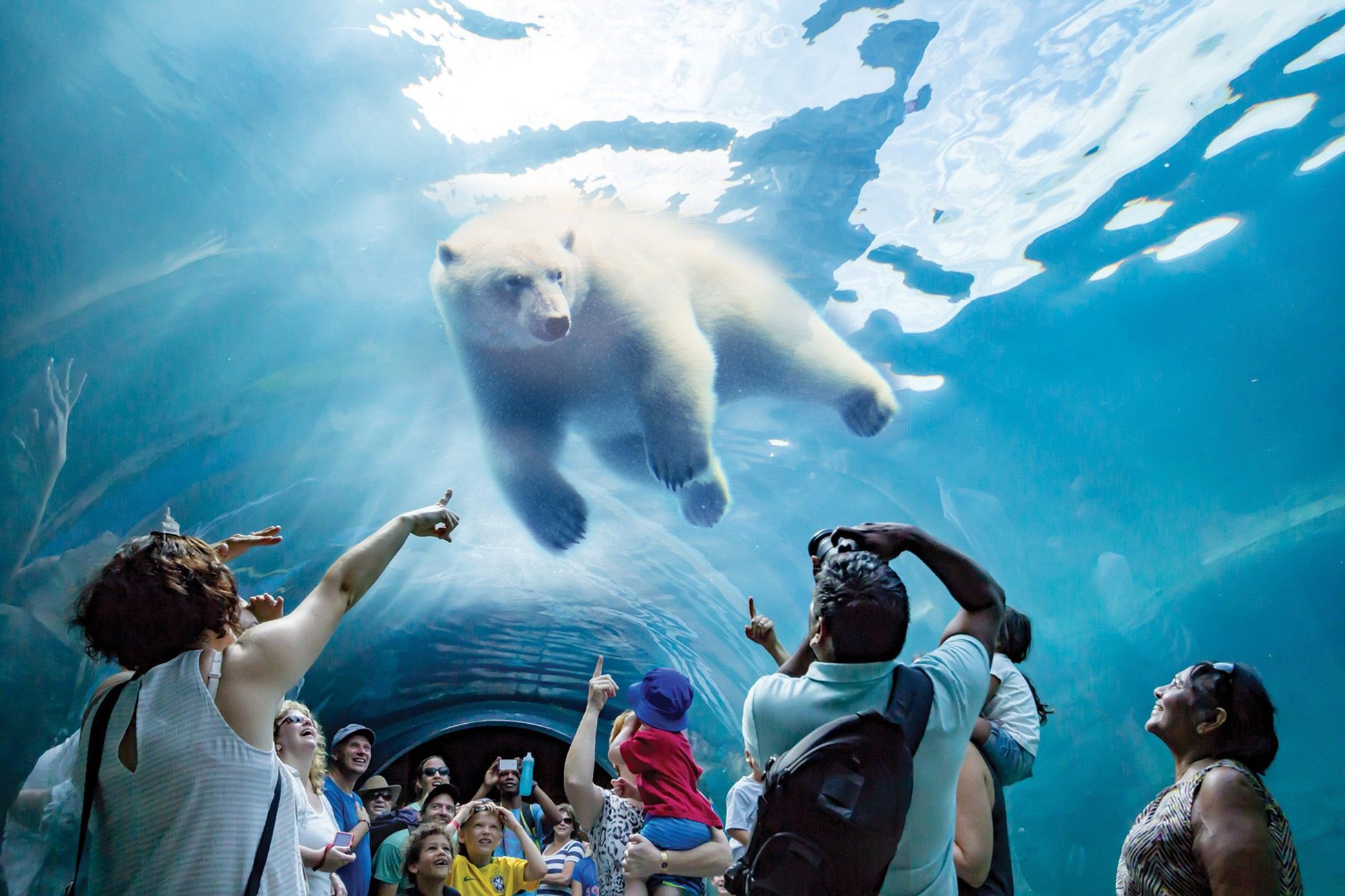 Eisbärenbeobachtung im Assiniboine Park in Winnipeg