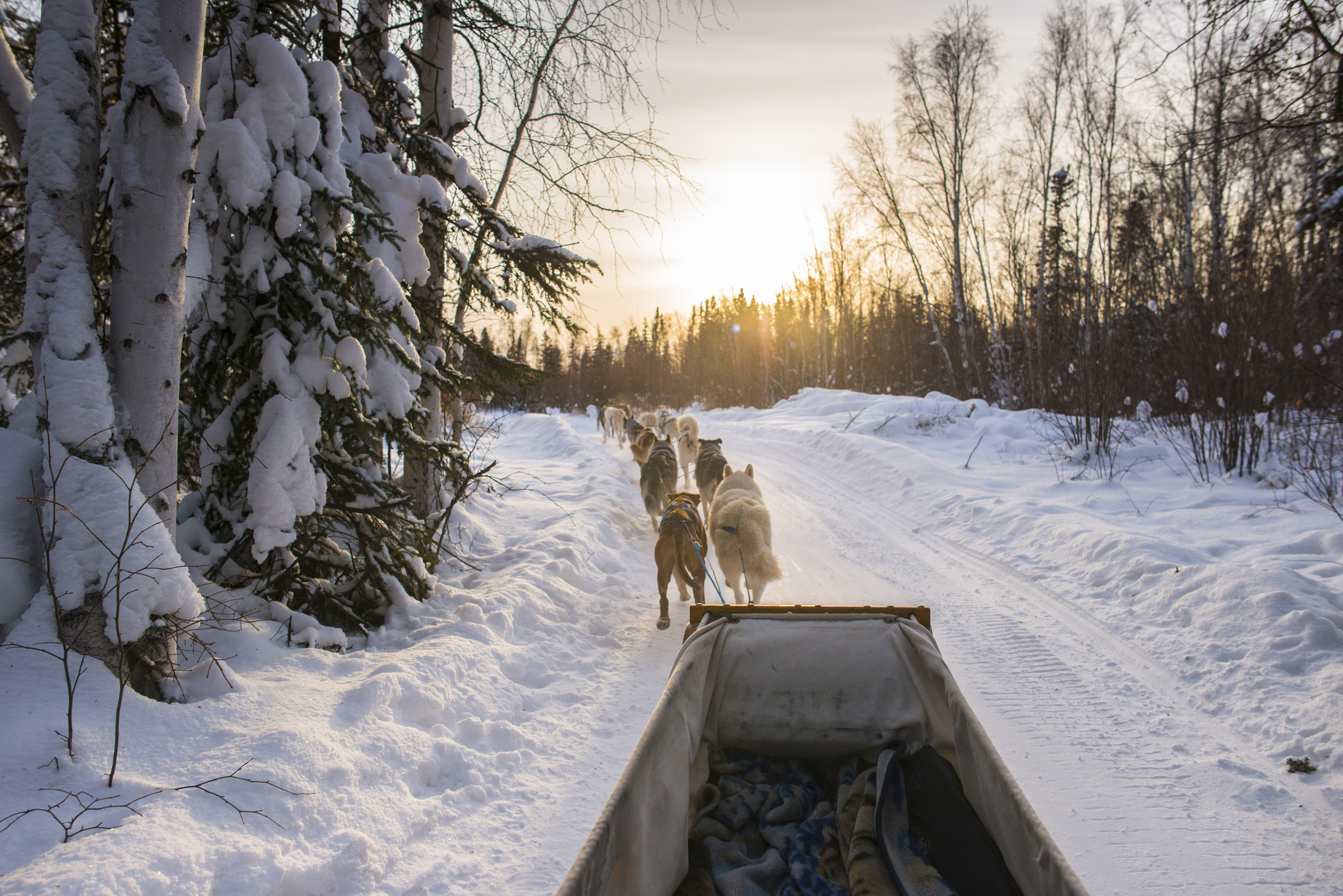 Viel frische Luft atmen auf einer Hundeschlittentour durch die Northwest Territories