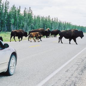 Bisons in den Northwest Territories