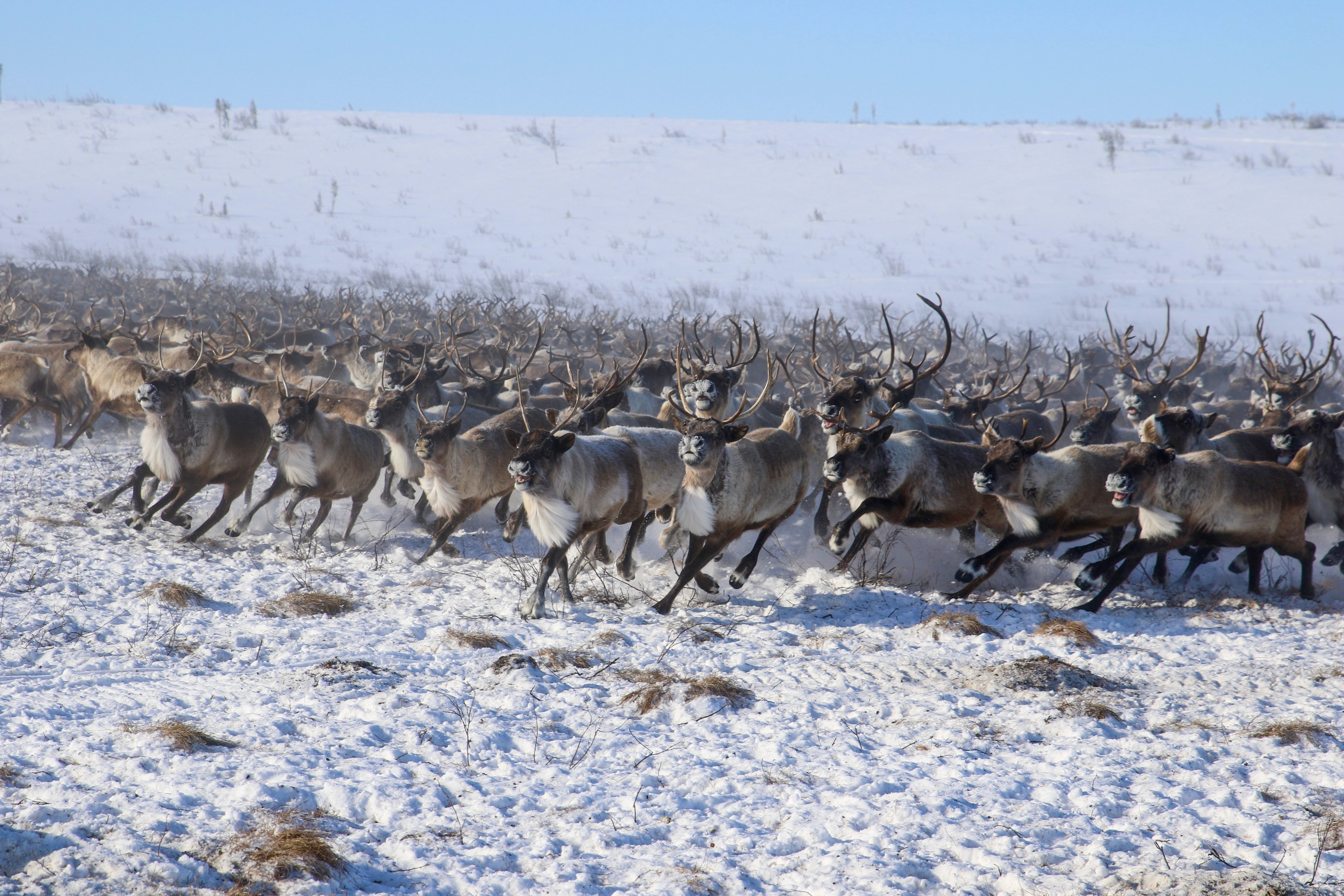 Eine Herde Caribous in Inuvik, eine Stadt in den North West Territories