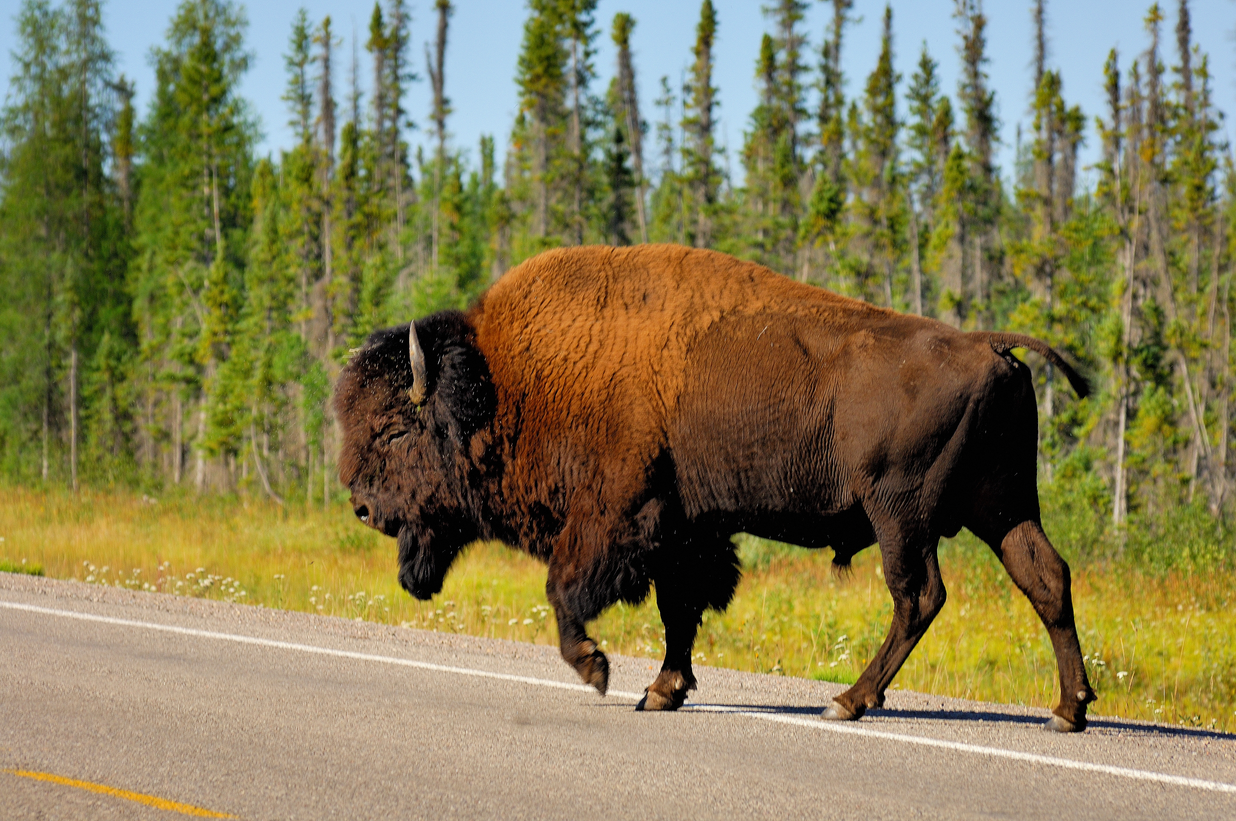 regionen/kanada/nordregionen/northwestterritories/allgemein/hans-pfaff-bison-nwt