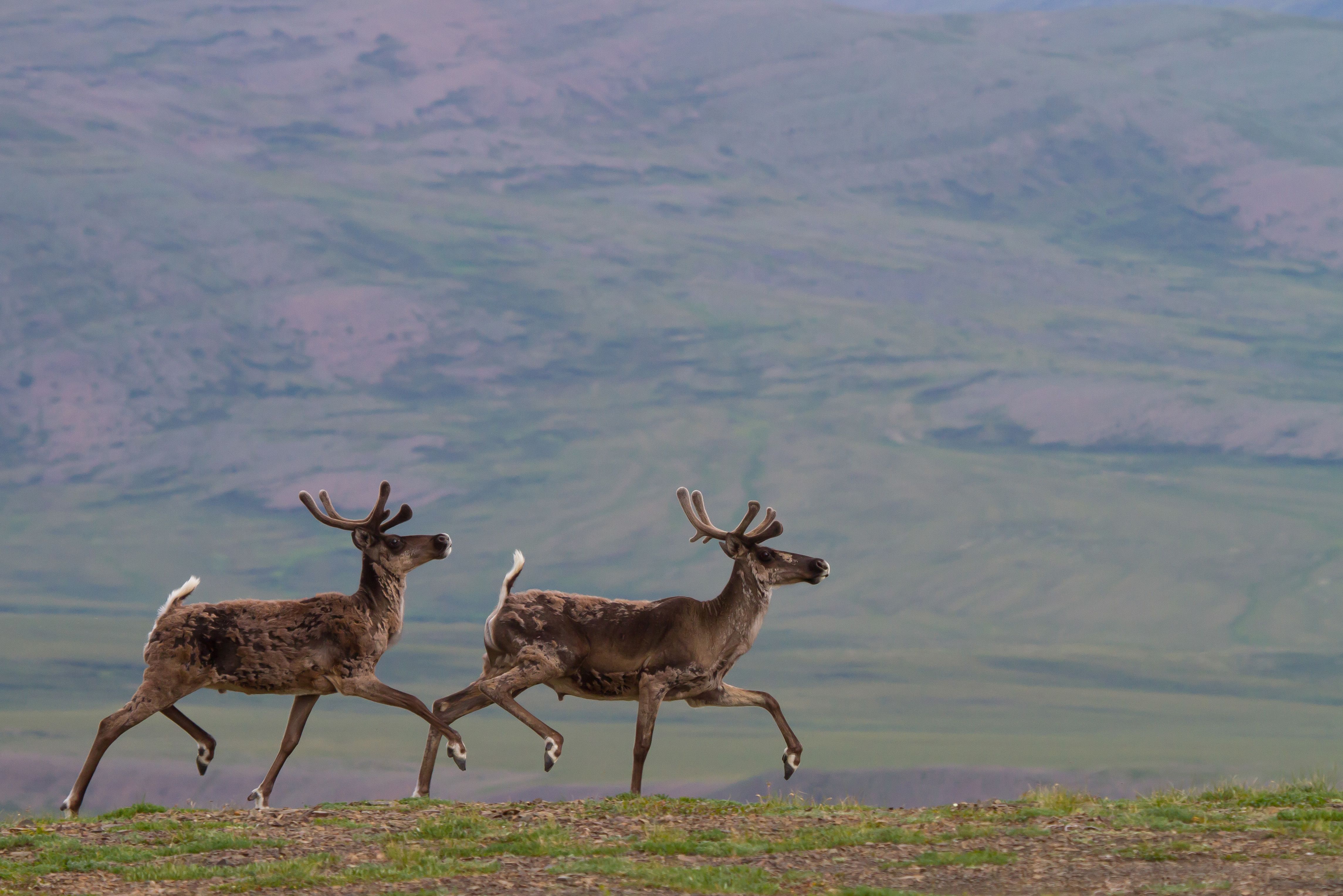 Karibus laufen in den Northwest Territories