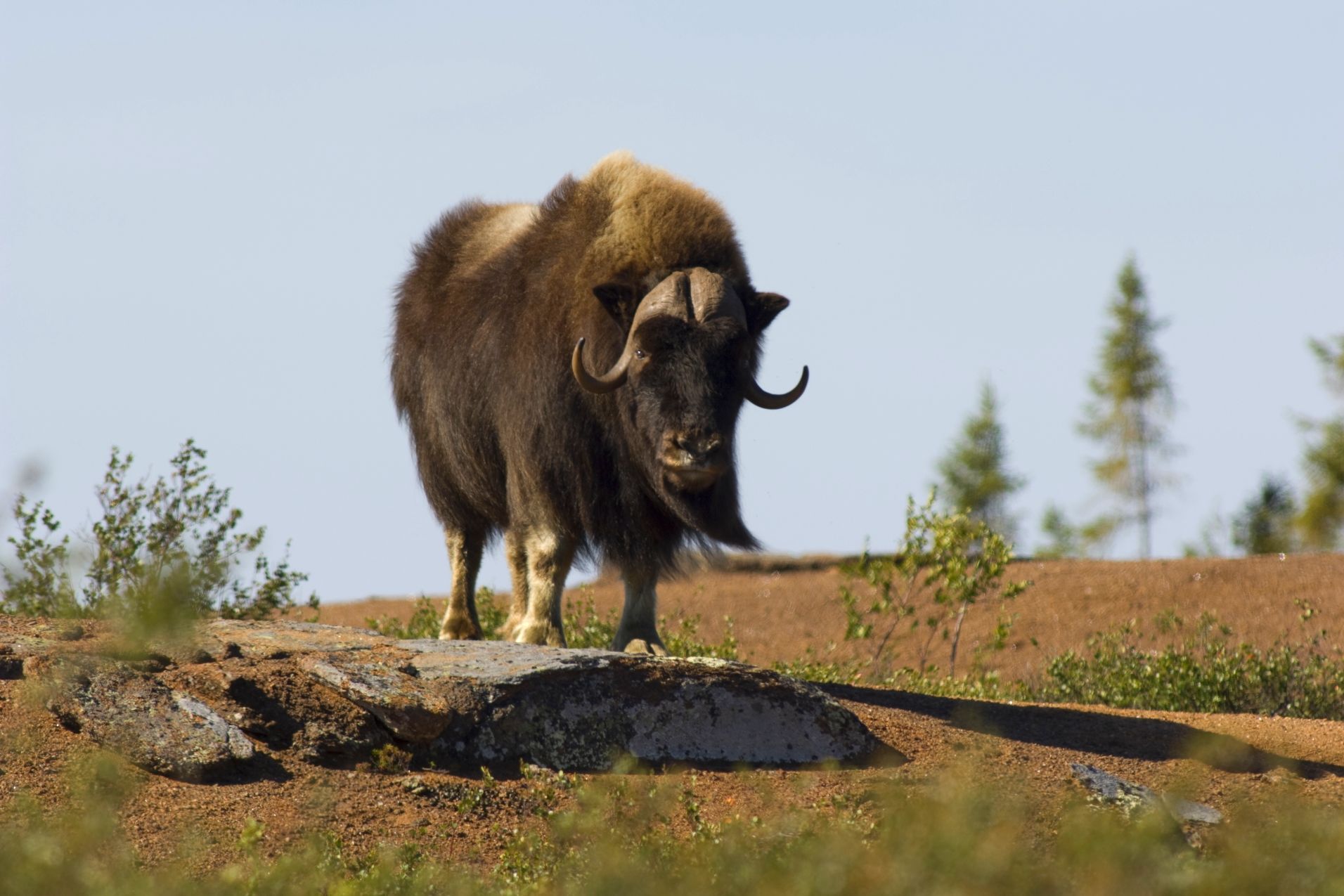 Moschusochse in den Northwest Territories