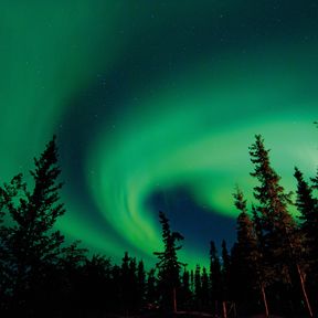 Polarlichter Ã¼ber dem Wald