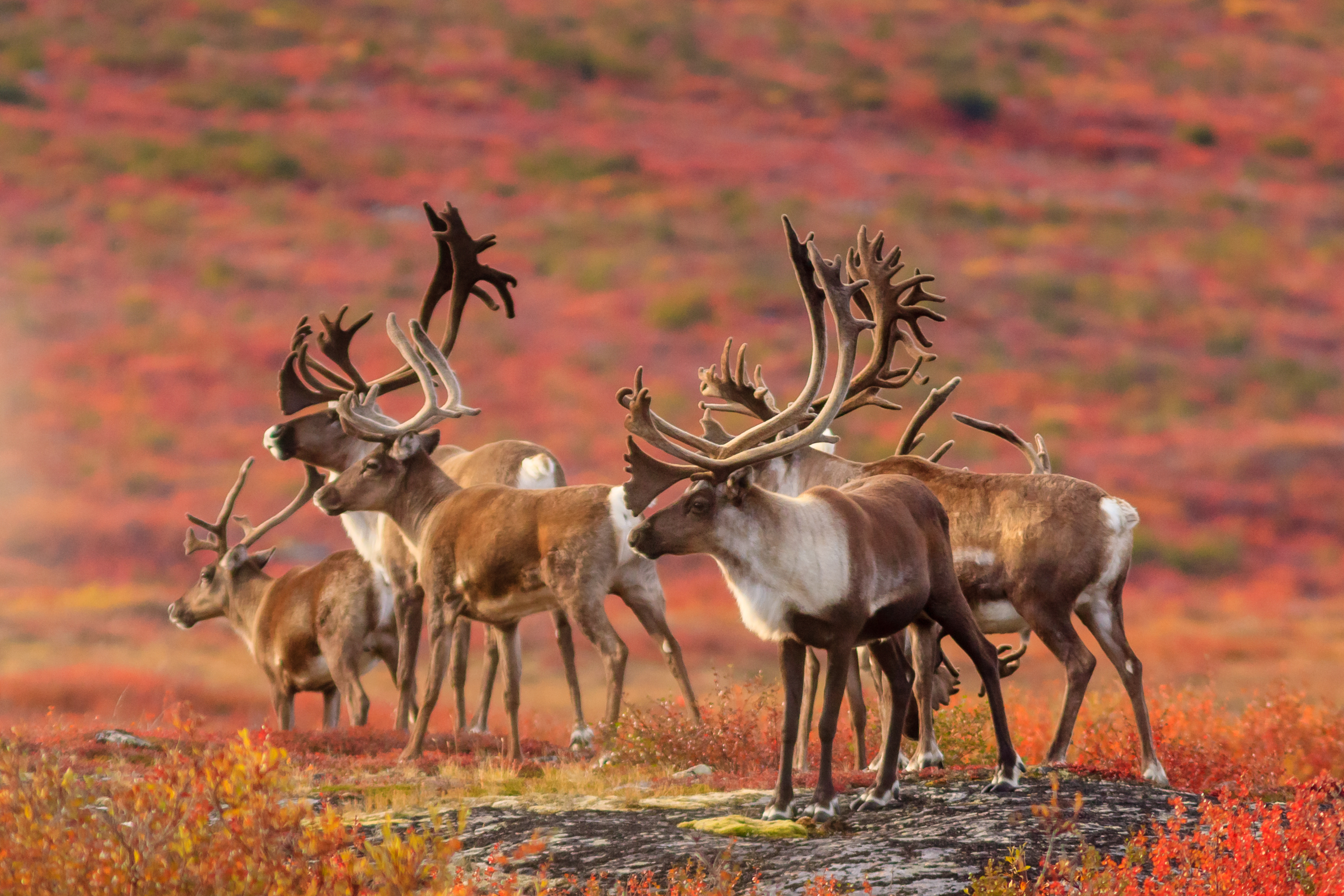 Eine Herde Rentiere unterwegs in den kanadischen Northwest Territories