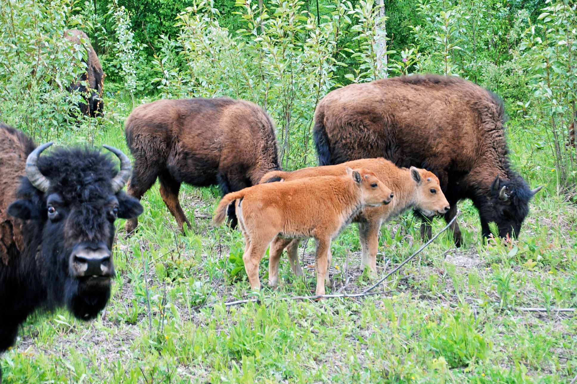 Bisonherde im Wood Buffalo National Park