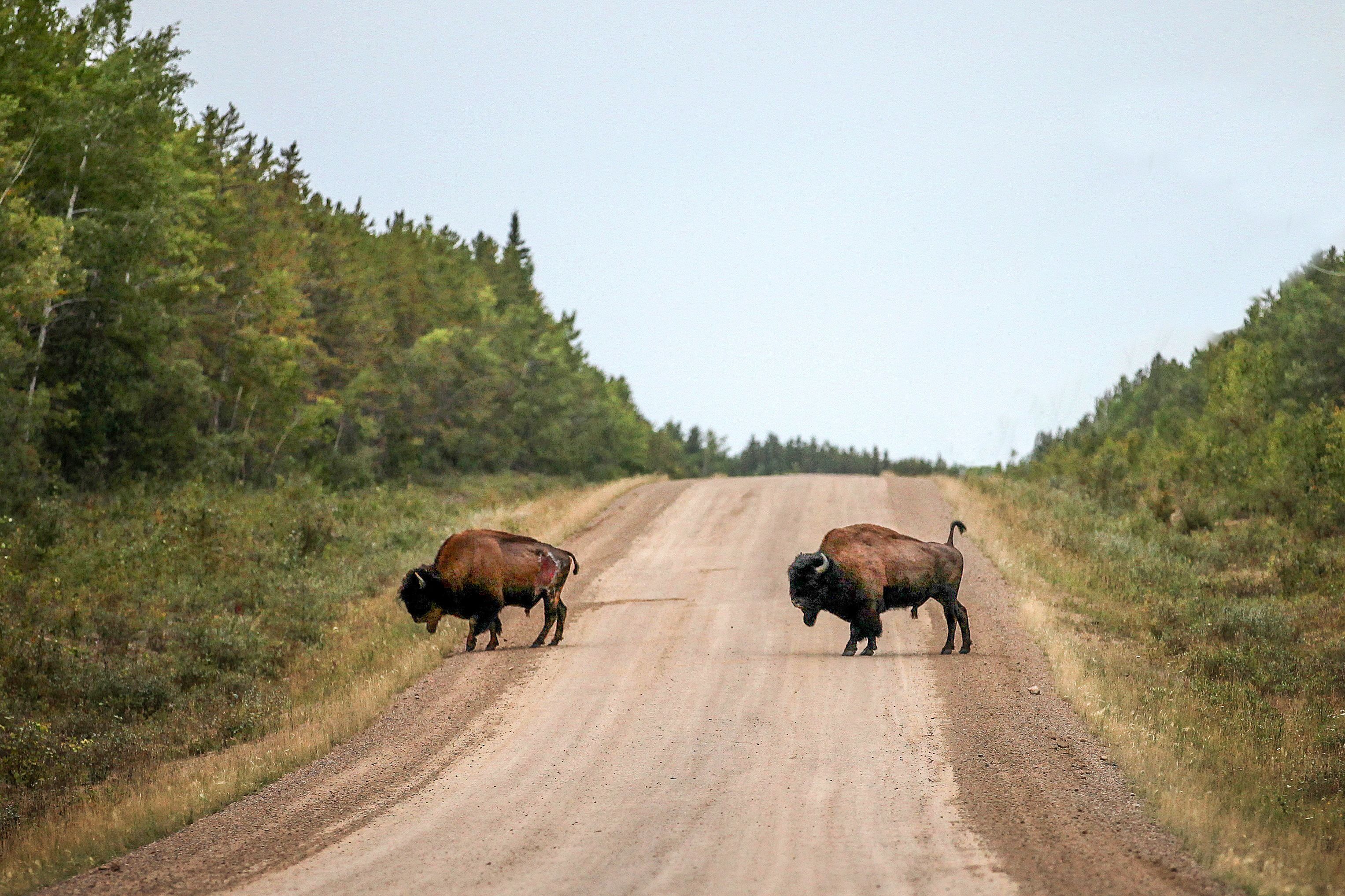 Bisons im Wood-Buffalo-Nationalpark