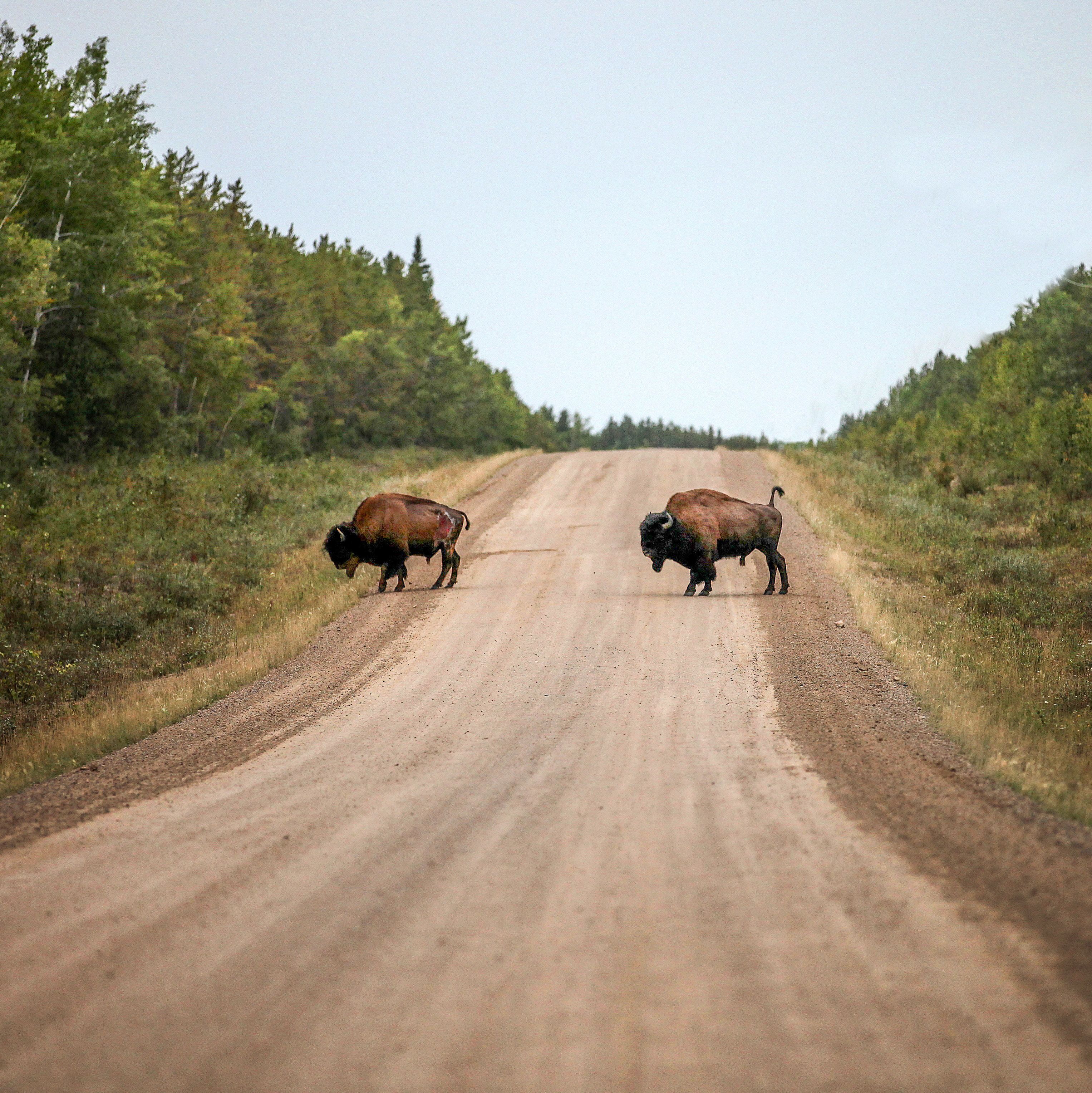 Bisons im Wood-Buffalo-Nationalpark