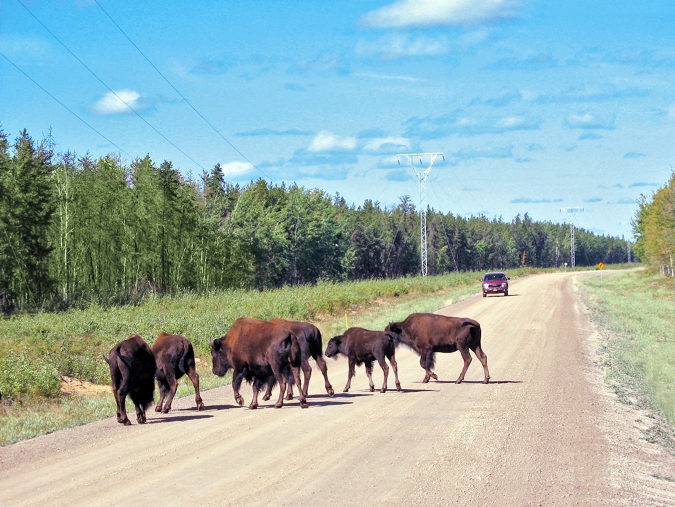 Wood Buffalo National Park