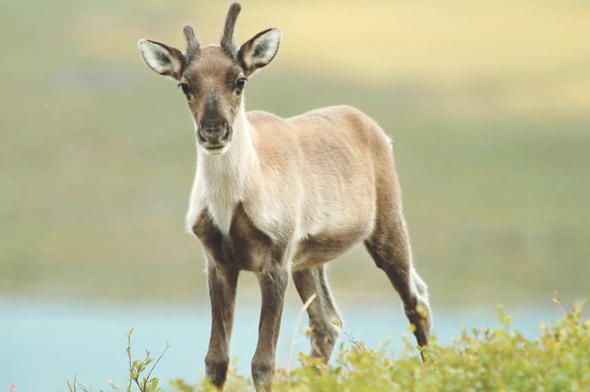 Junges Karibu in den Northwest Territories