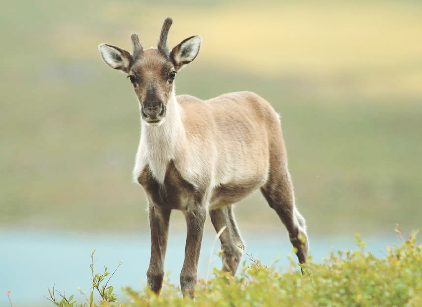 Junges Karibu in den Northwest Territories