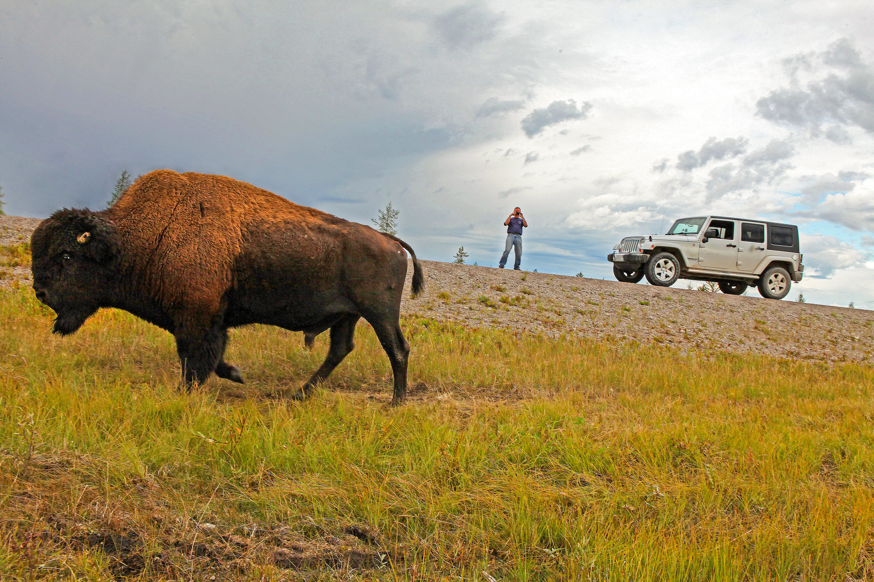 Auf Bison-Safari gehen im Wood Buffalo National Park in den Northwest Territories