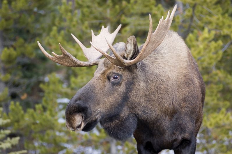 Ein Elch im Jasper-Nationalpark in der kanadischen Provinz Alberta