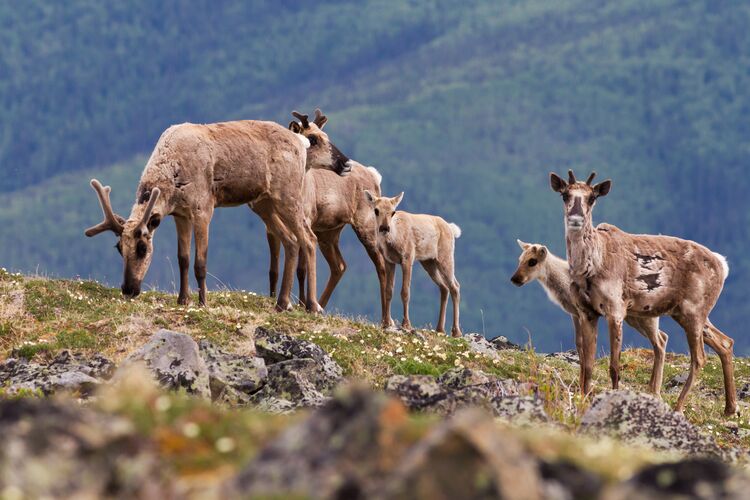 Eine Herde Rentiere ist unterwegs in der Landschaft des Yukon