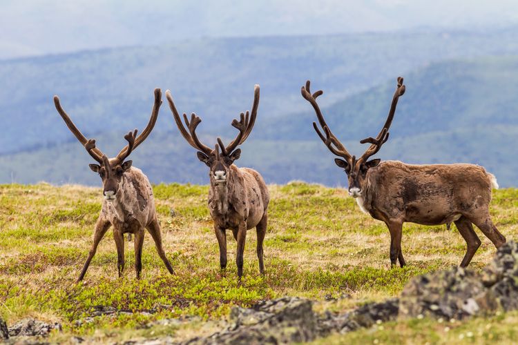 Eine Gruppe von Rentieren grast in der Tundra des Yukons