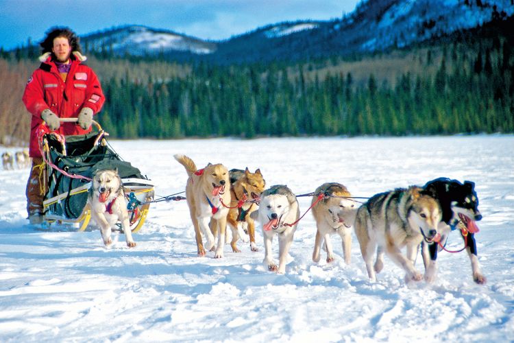 Hundeschlitten-Tour im Yukon