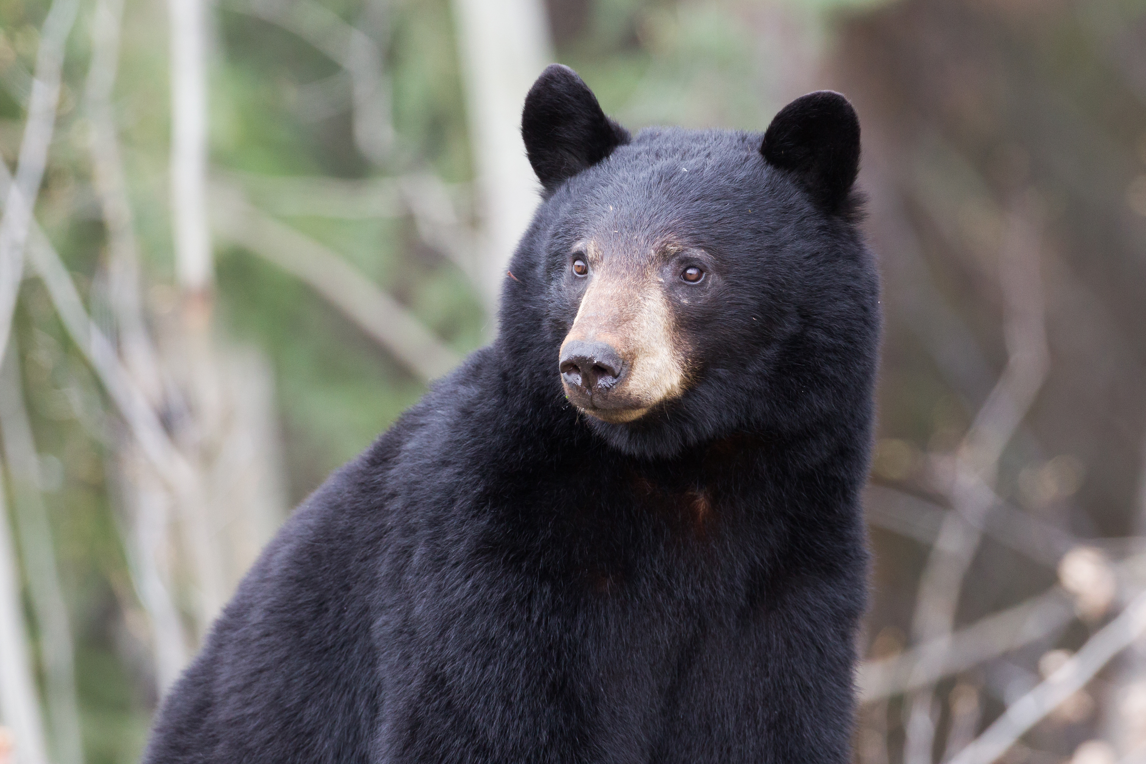 Ein SchwarzbÃ¤r im Yukon, Kanada