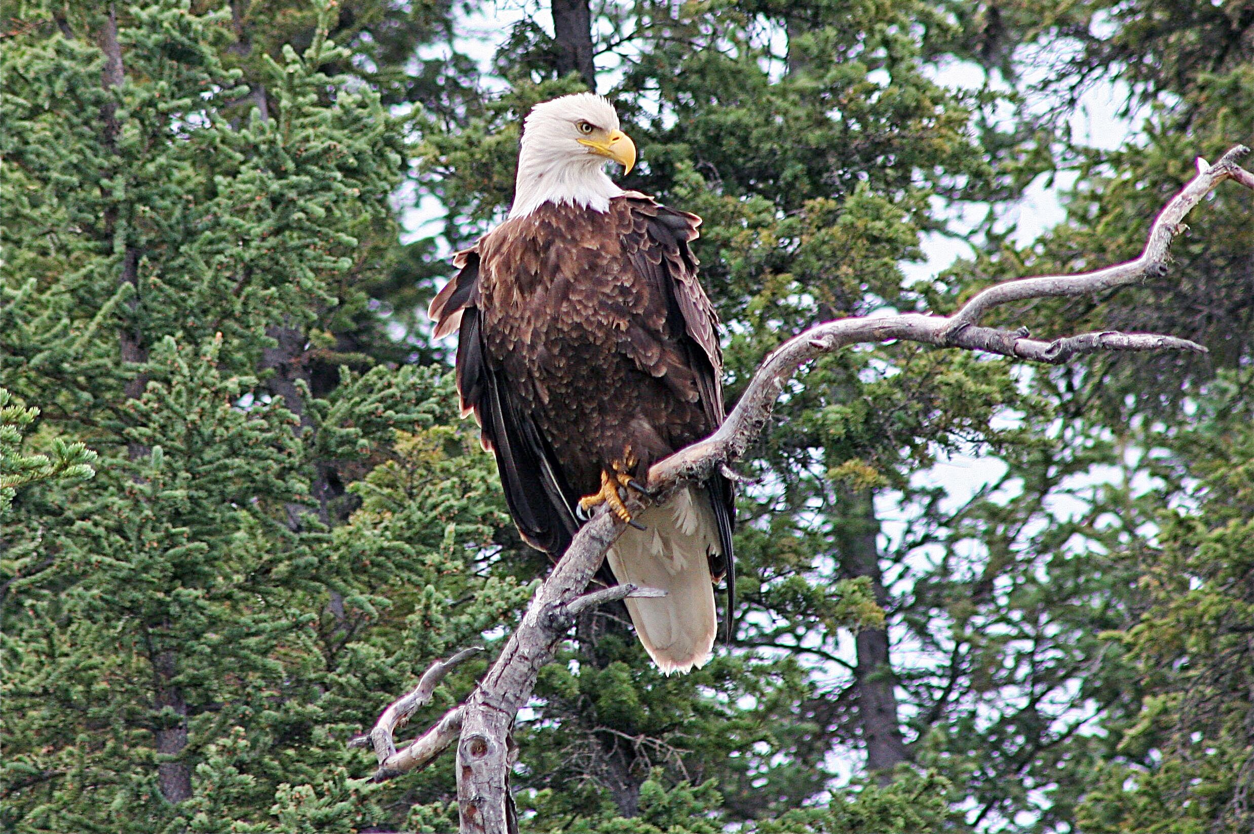 Weisskopfseeadler am Teslin River