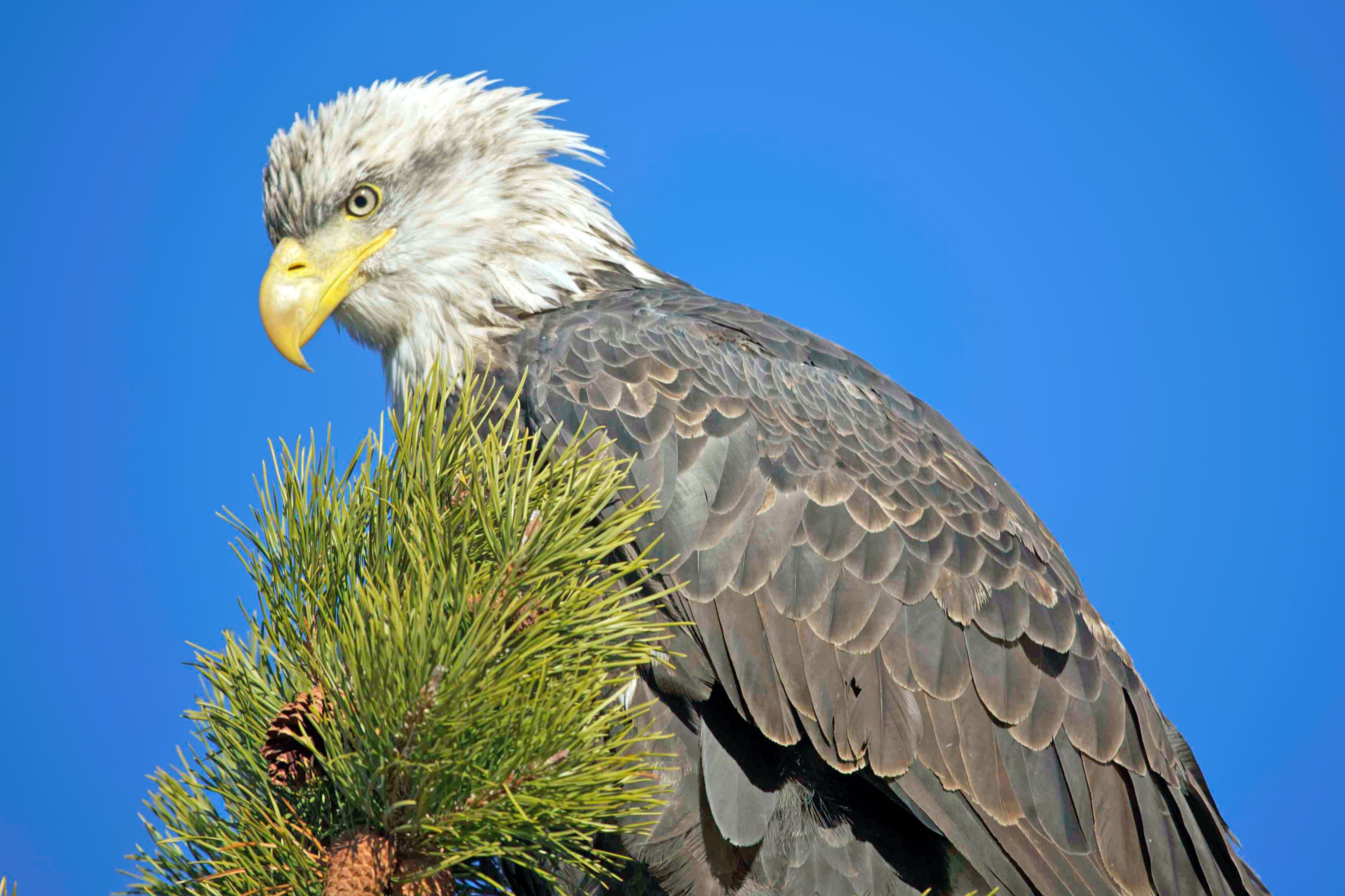 Weisskopfseeadler