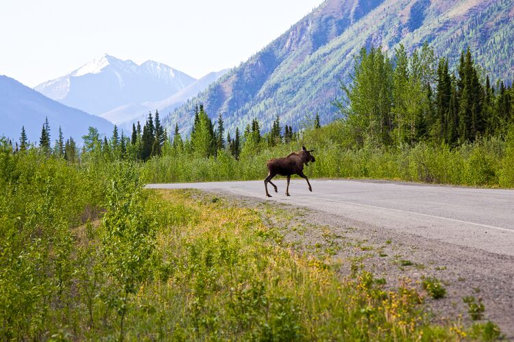 Elch auf Alaska Highway in Yukon, Canada