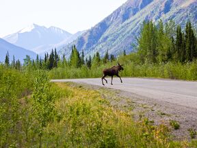Elch auf Alaska Highway in Yukon, Canada
