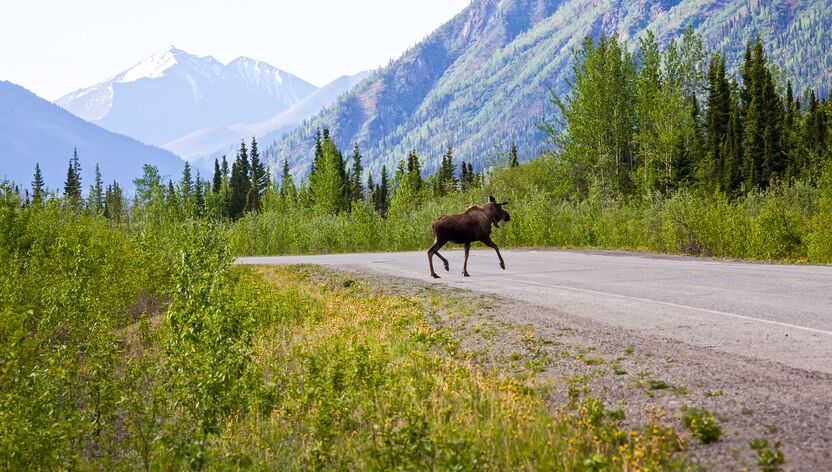 Elch auf Alaska Highway in Yukon, Canada Elch auf Alaska Highway in Yukon, Canada