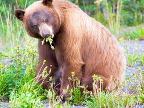 Brauner Schwarzbaer in Yukon, Canada