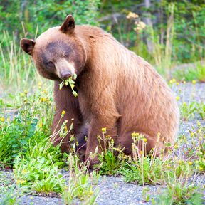 Brauner Schwarzbaer in Yukon, Canada