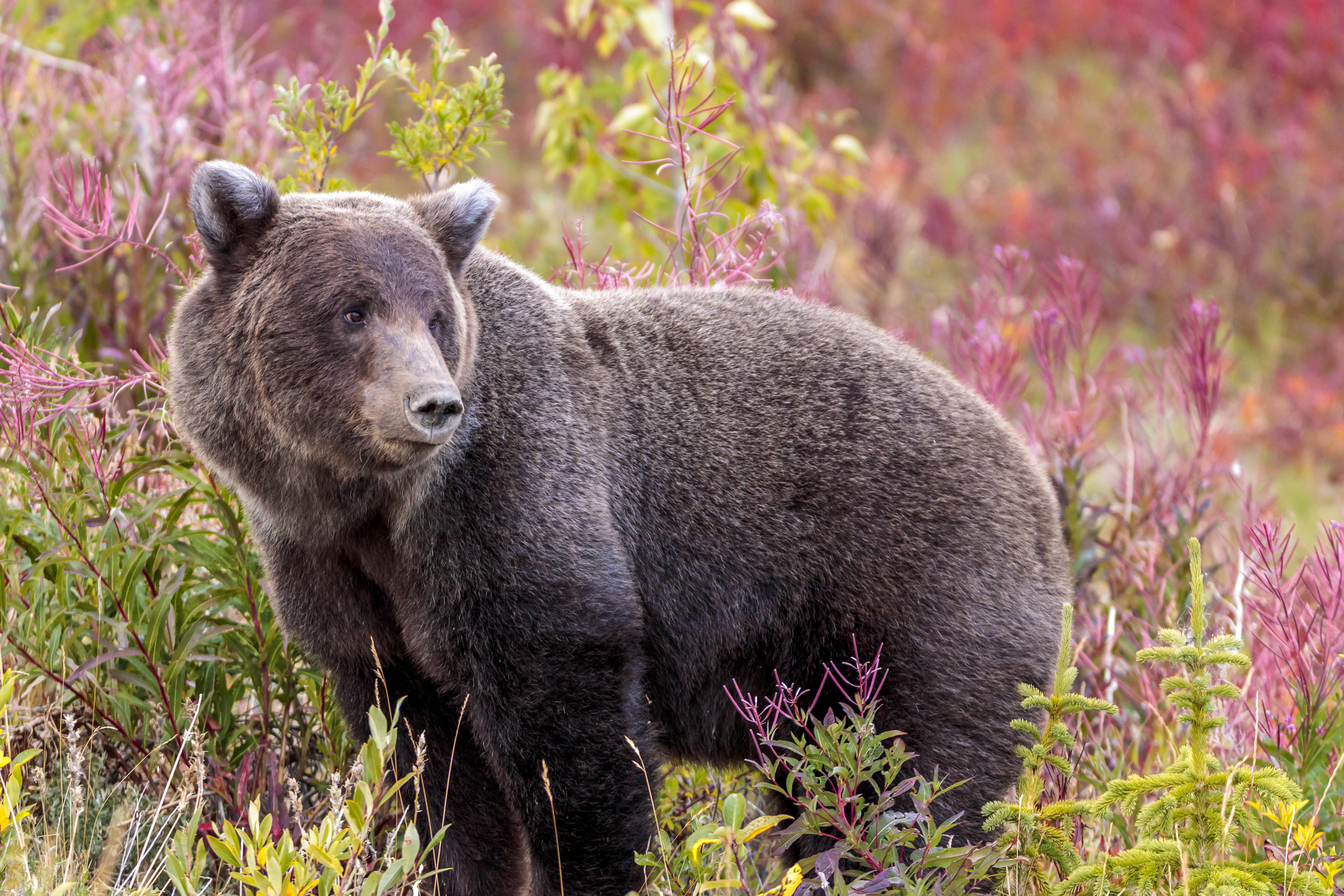 Ein Grizzly inmitten von Blumen im Yukon