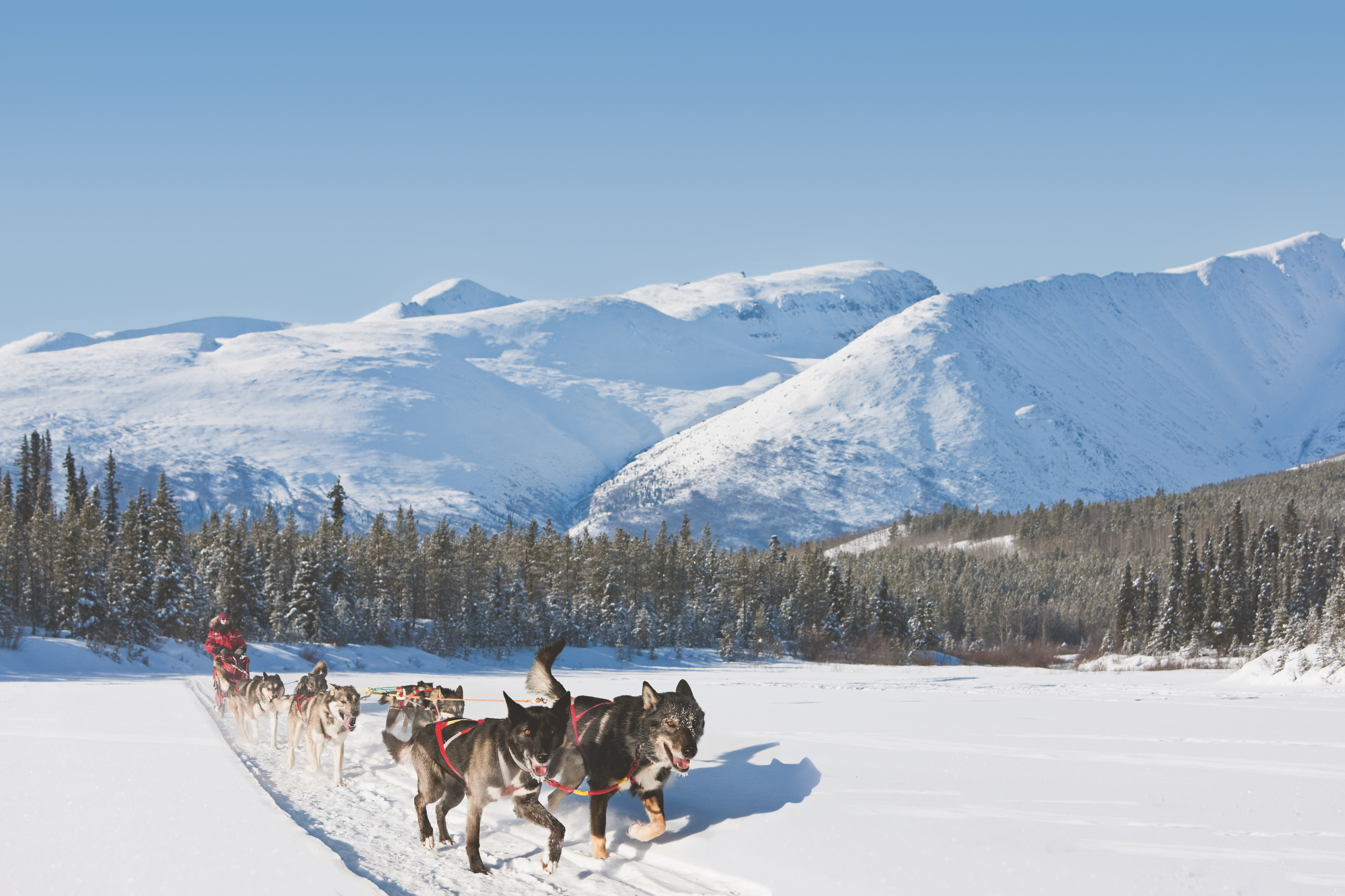 Hundeschlittenfahrt im Yukon