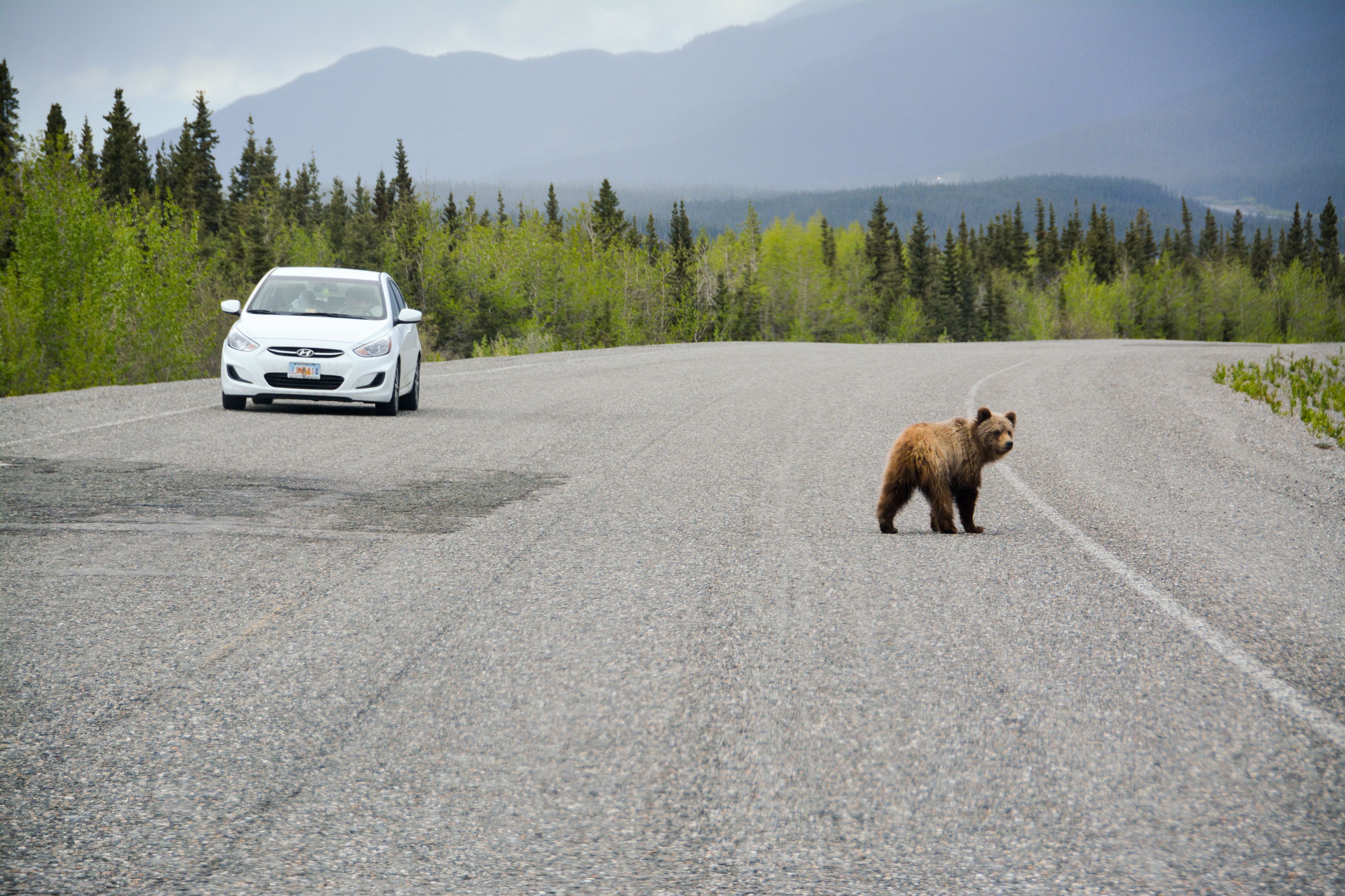 Ein Grizzlybären Junges versucht eine Straßenüberquerung im Yukon