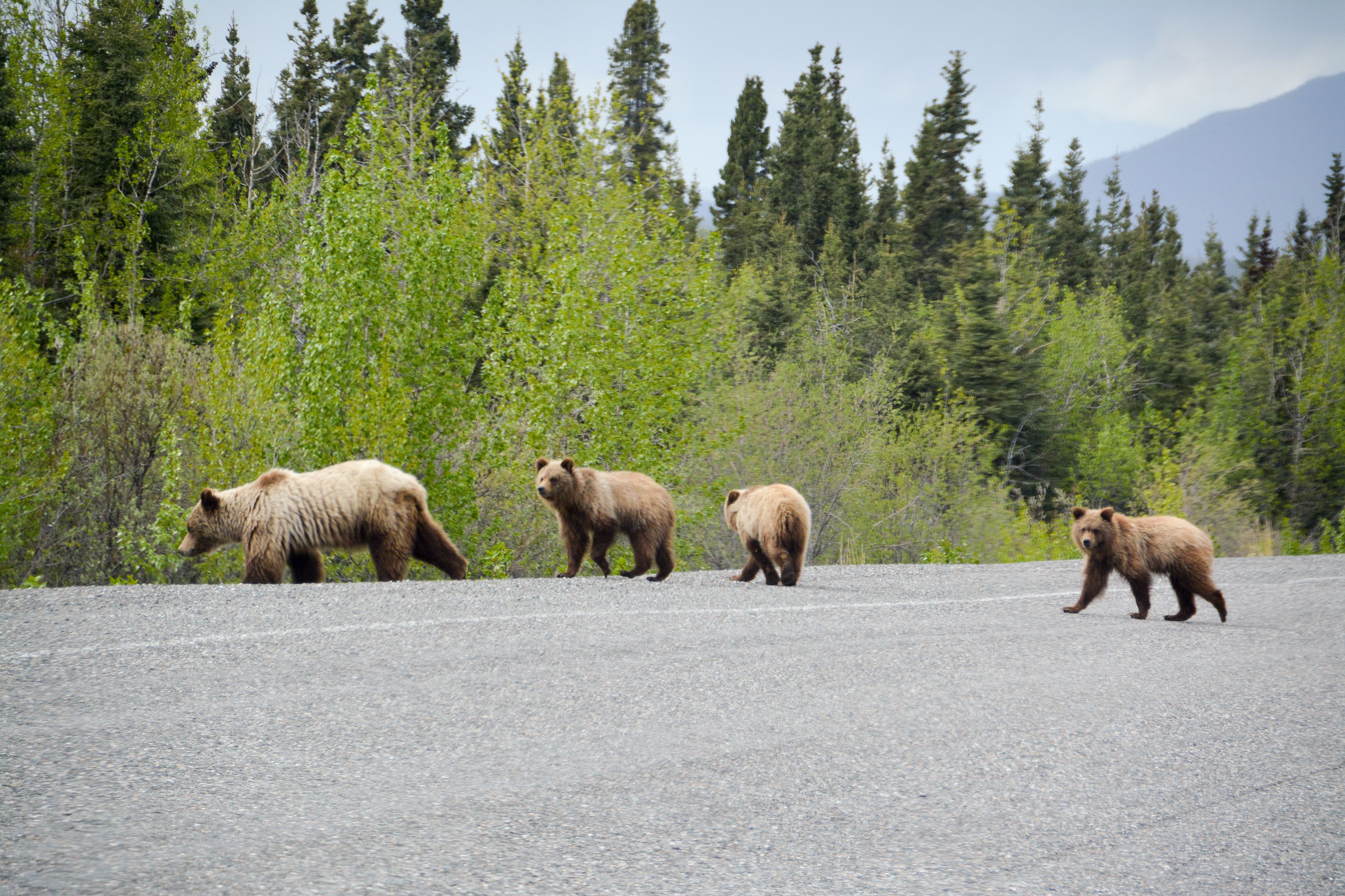 Eine GrizzlybÃ¤renfamilie Ã¼berquert eine StraÃŸe im Yukon