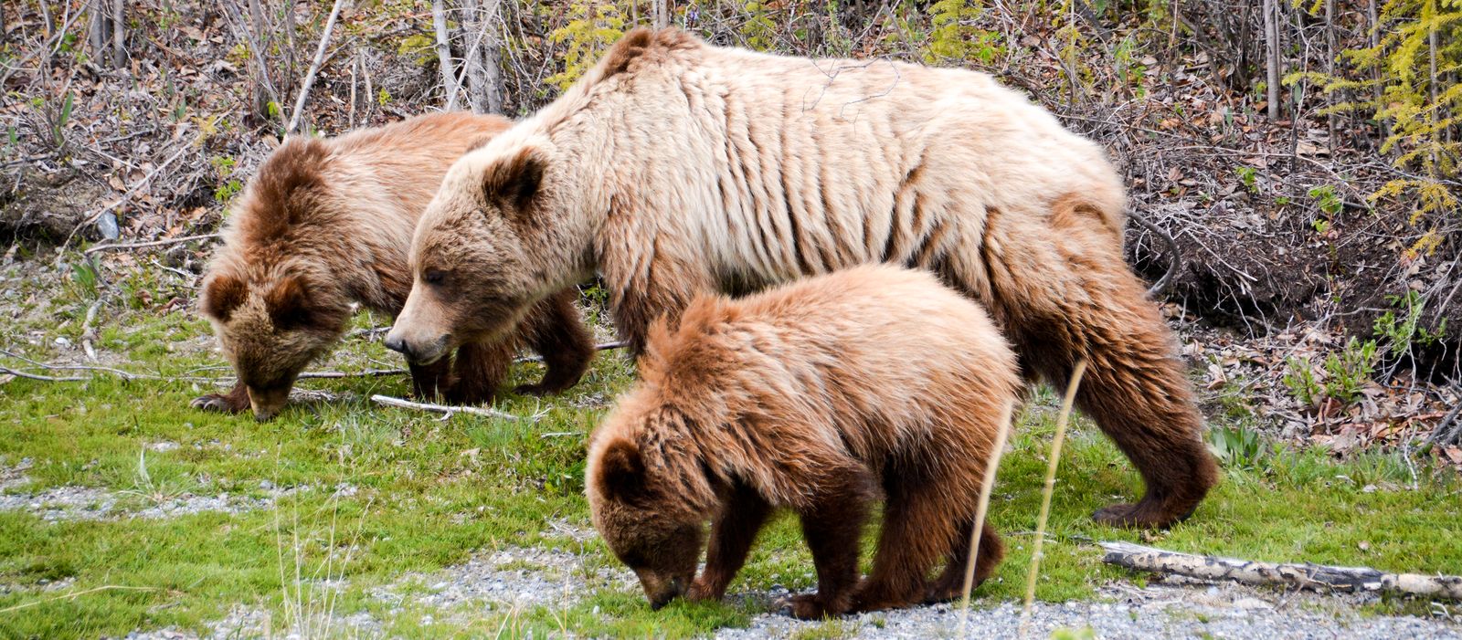 Eine Familie von Grizzlybären im Yukon