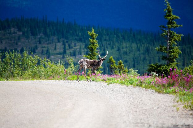 Rentier kreuzt Highway in Yukon, Canada Rentier kreuzt Highway in Yukon, Canada