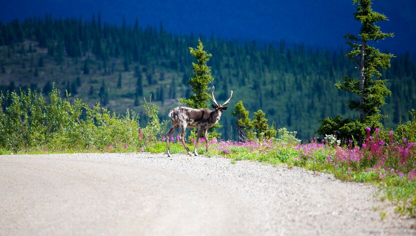 Rentier kreuzt Highway in Yukon, Canada Rentier kreuzt Highway in Yukon, Canada