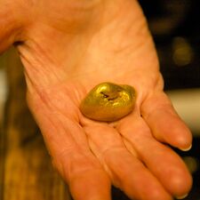regionen/kanada/nordregionen/yukon/dawson/yukon-dawson-city-gold-panning-nugget.cr1998x1999-384x0 regionen/kanada/nordregionen/yukon/dawson/yukon-dawson-city-gold-panning-nugget.cr1998x1999-384x0