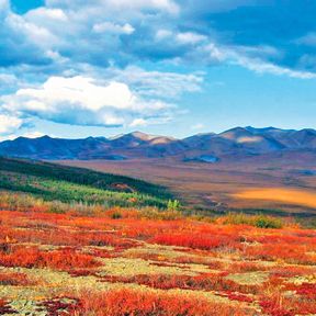 Farbenpracht am Dempster Highway