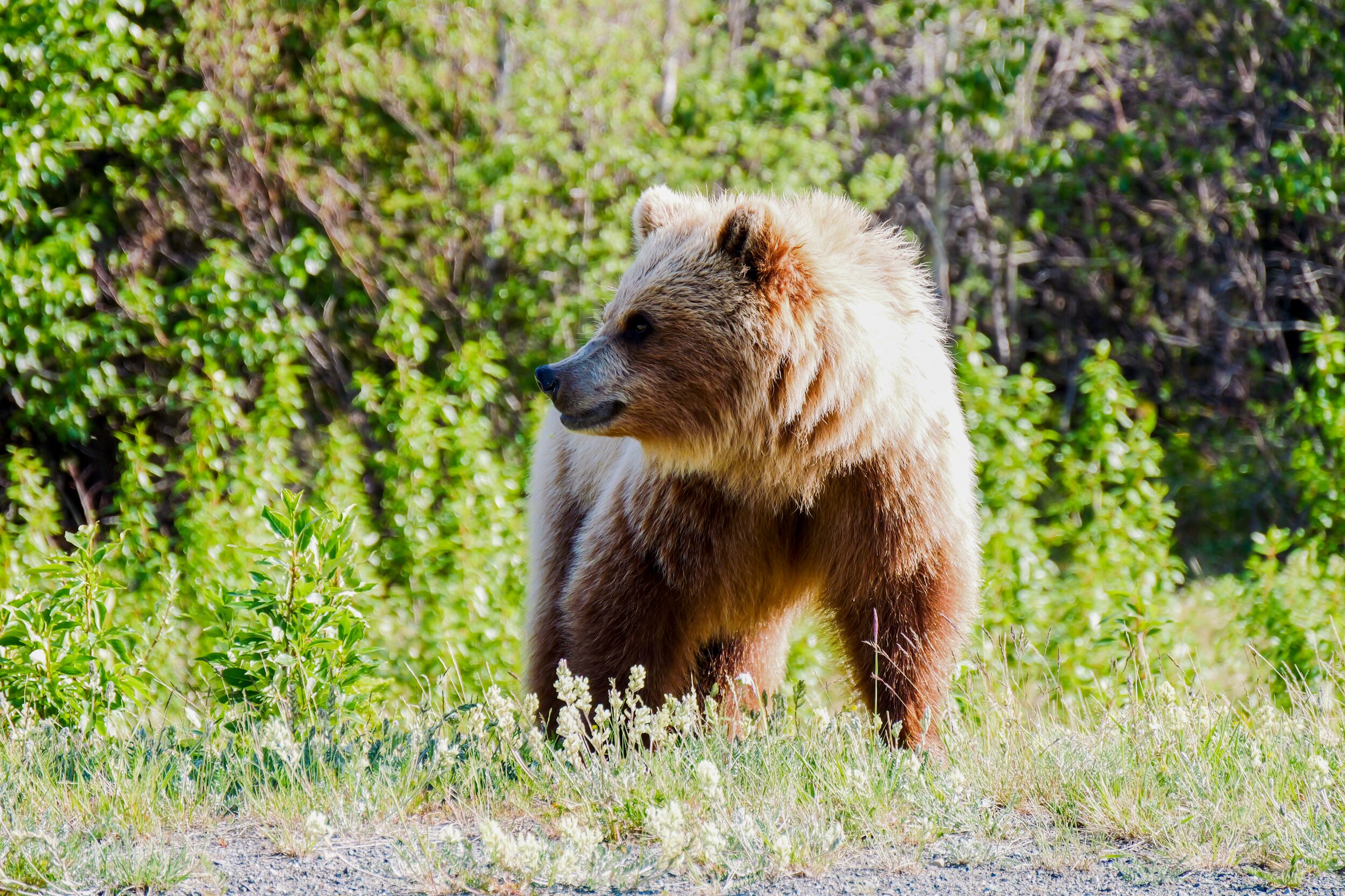 Grizzlybär im Kluane Nationalpark in Yukon, Kanada