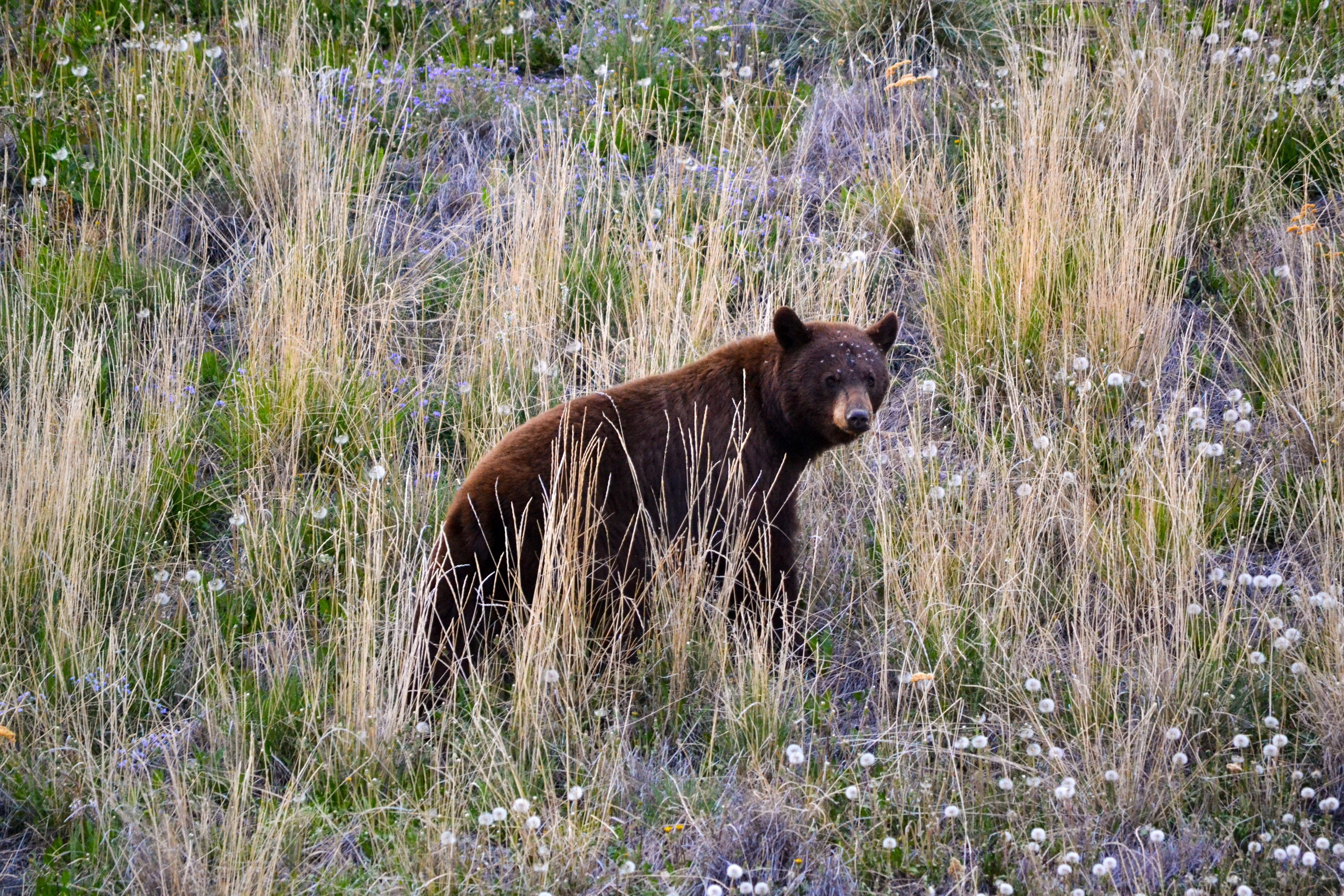 Ein Bär am Straßenrand des Alaska Highway in der Nähe des Kluane Nationalparks im Yukon