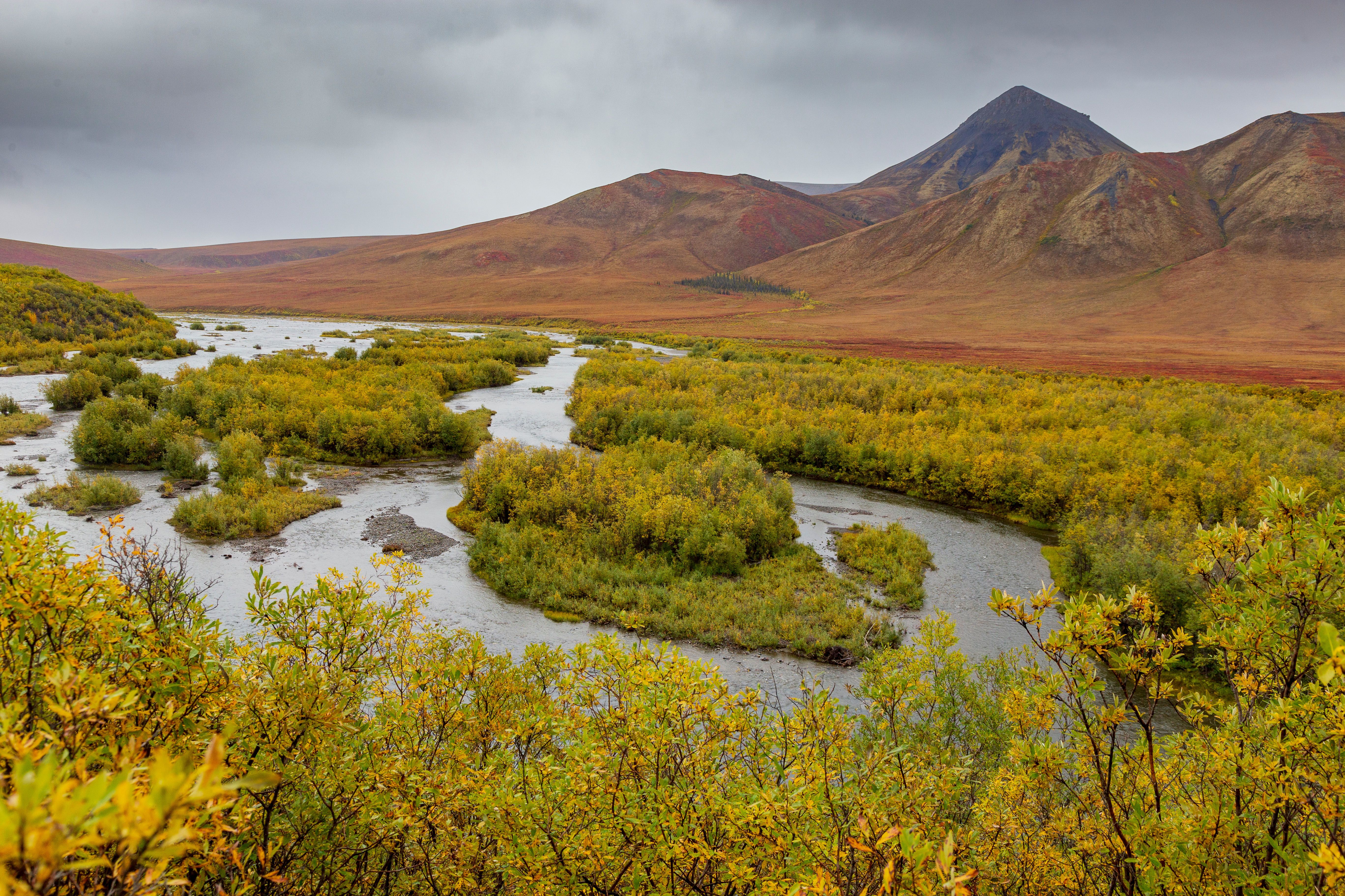 Herbstfarben in der Tundra im Tombstone Territorial Park im Yukon, Kanada