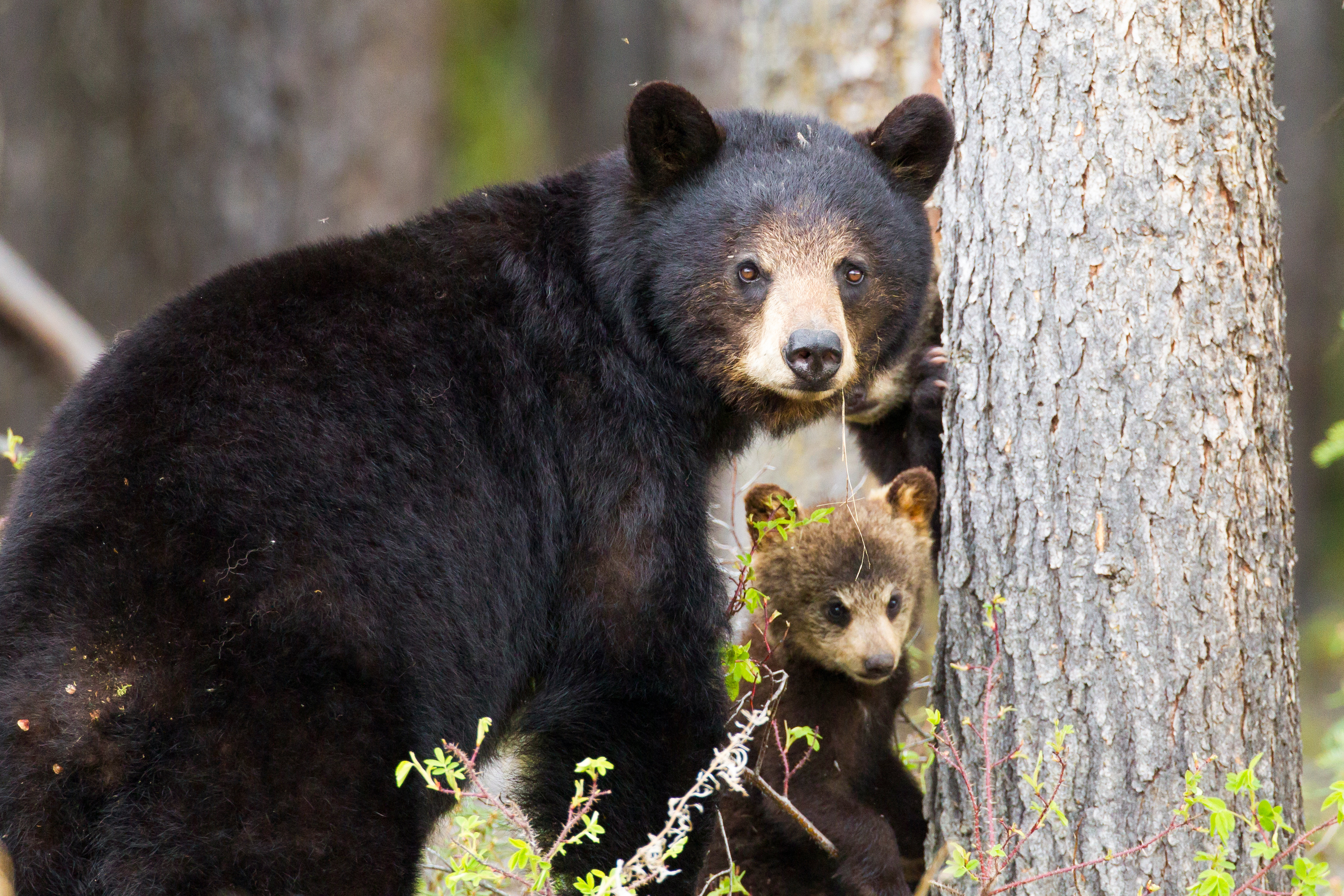 Bärensichtung am Robert Campbell Highway am Watson Lake im Yukon