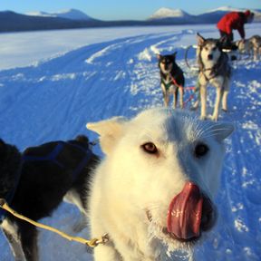 Dog Sledding, Sky High Wilderness in Whitehorse