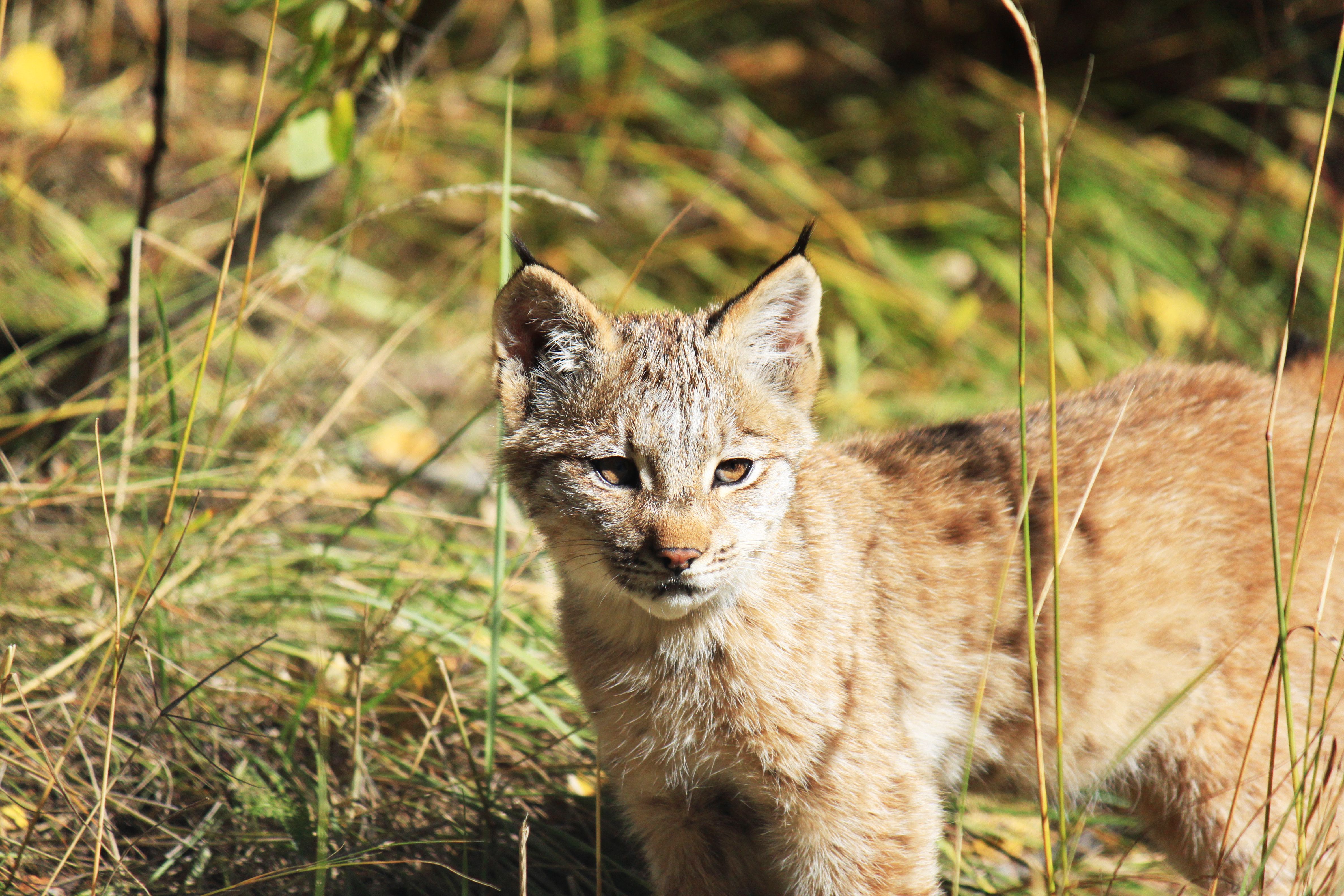 Luchs im Whitehorse Wildlife Preserve, Yukon Territory