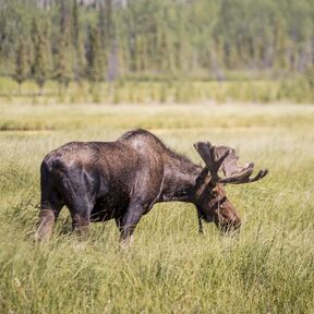 Moose grast in freier Natur in Yukon