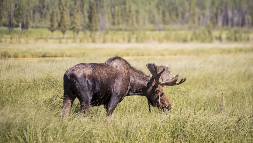 Moose grast in freier Natur in Yukon