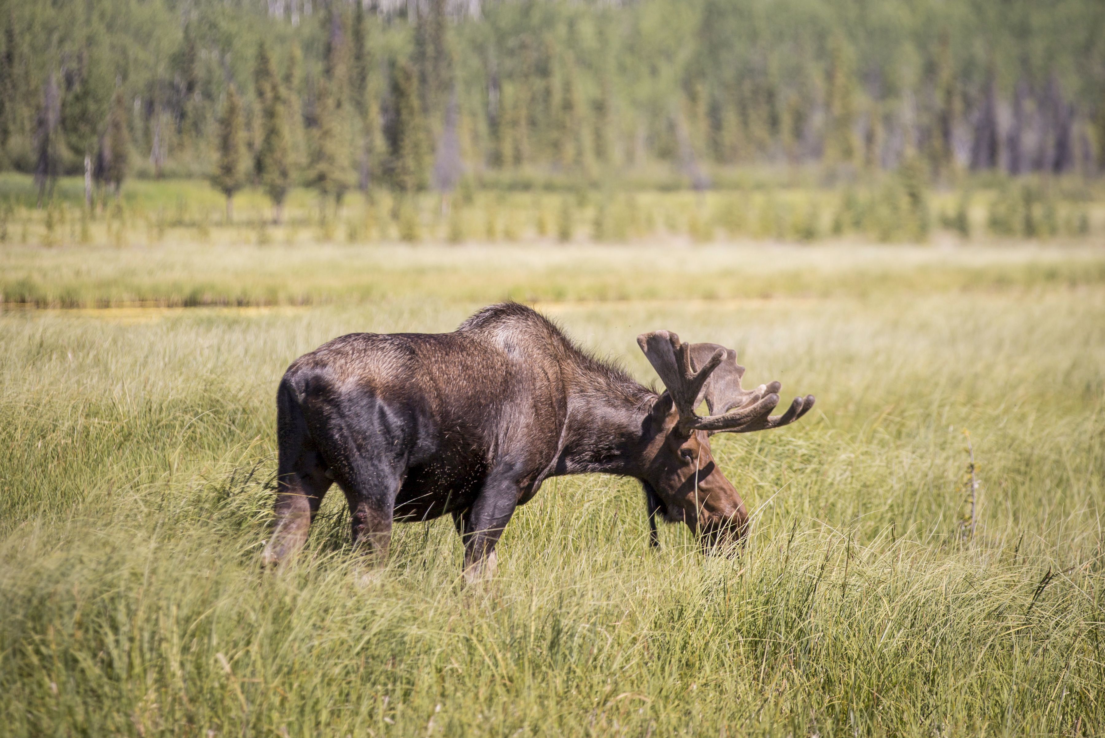 Moose grast in freier Natur in Yukon