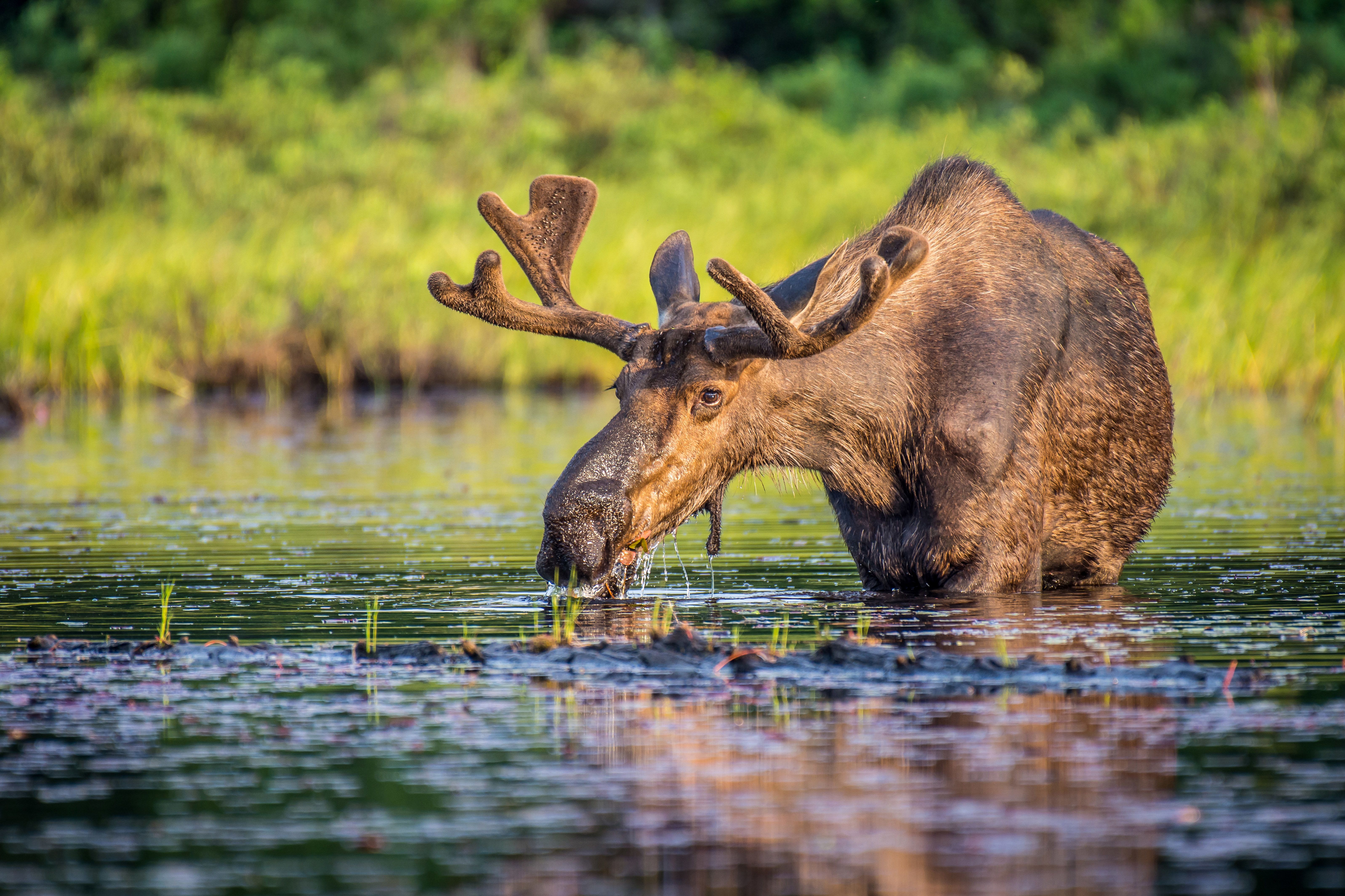 Elchbulle beim fressen im Lake Opeongo im Algonquin Provincial Park, Ontario