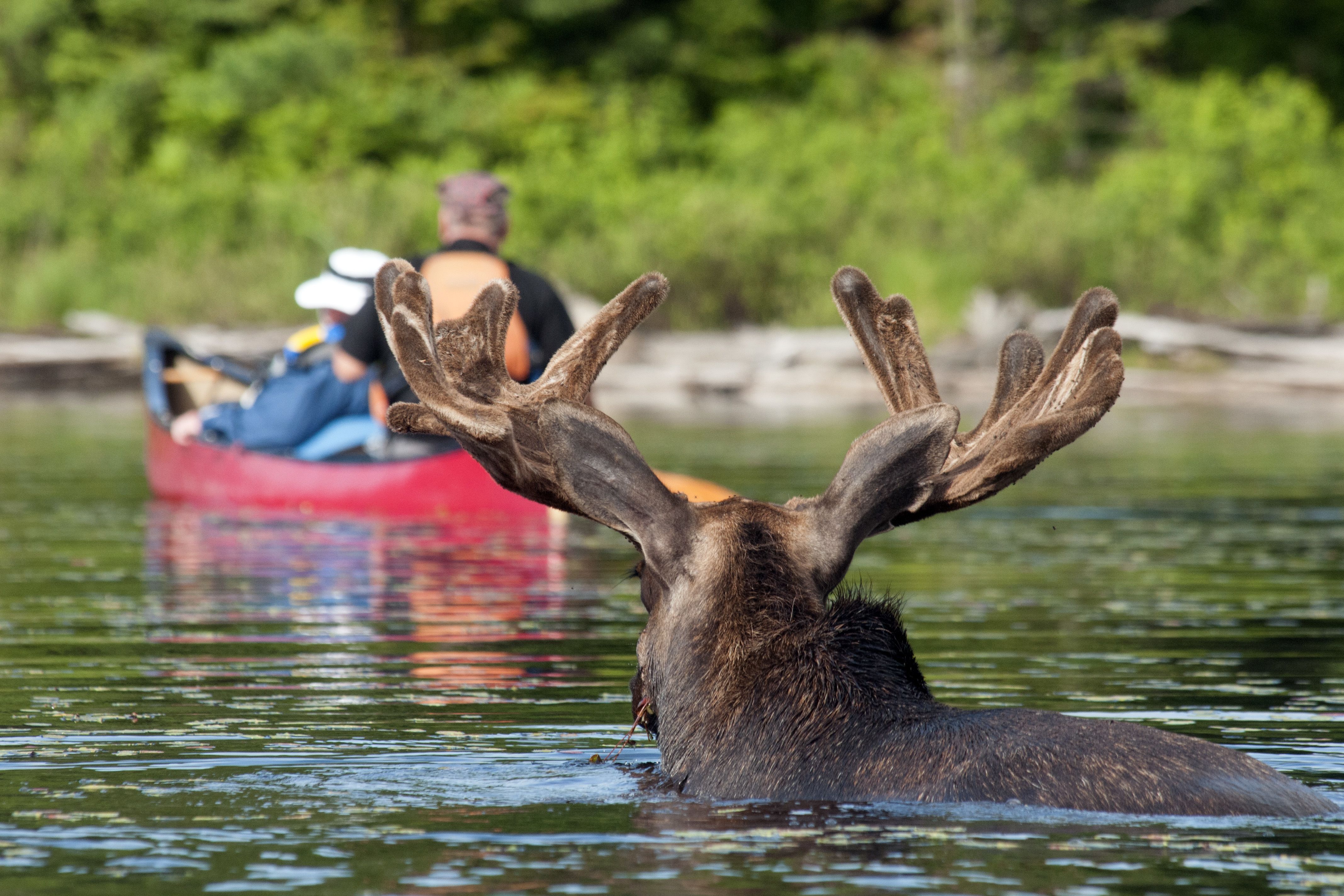 Algonquin Provincial Park, Elch und Kanu